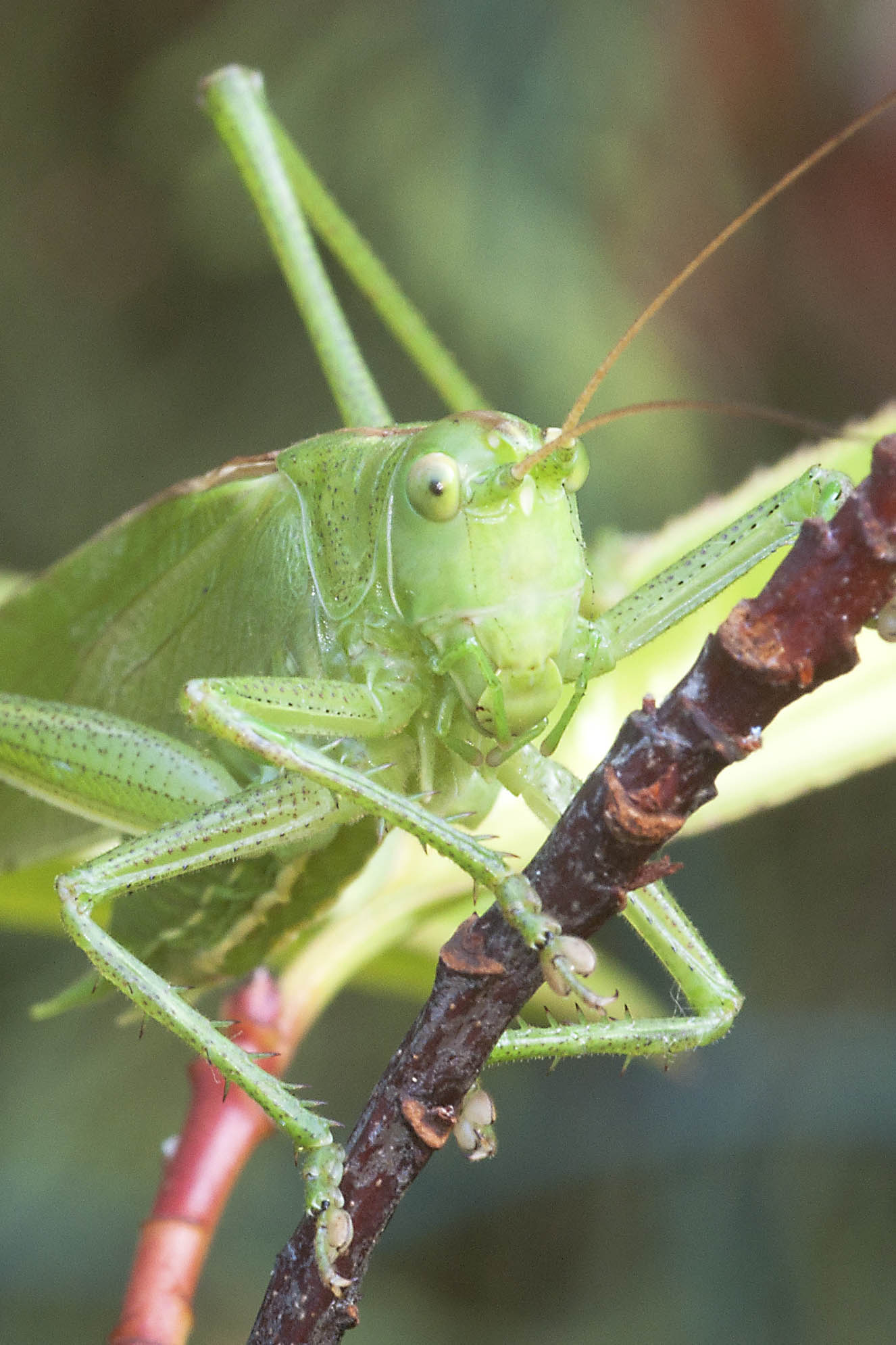 Tettigonia viridissima